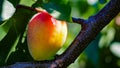 Apricot on the fruit plant biologic natural Royalty Free Stock Photo