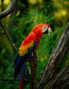 One ara parrot on brunch with green background Royalty Free Stock Photo