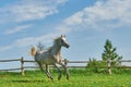 Arabian horse running in the paddock