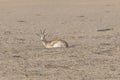 One Arabian sand gazelle rest in a hole carved into the desert sands of the Middle East.