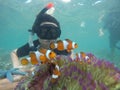 Photo of a human being diving and there are sea animals and coral reefs