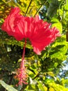 This is red Hibiscus flower