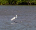 Eastern Great Egret