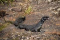 Wild Australian lizard in the rocks Royalty Free Stock Photo