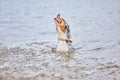 Dog swims and plays in the water Royalty Free Stock Photo