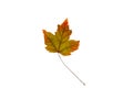 One autumn colorful bright leaf of a maple tree on a white isolated background Royalty Free Stock Photo