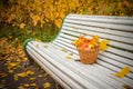 One autumn day in the park Royalty Free Stock Photo