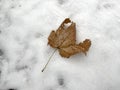 one autumn dry leaf lies on snow background Royalty Free Stock Photo