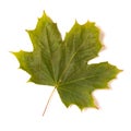 Autumn green maple leaf isolated on a white background Royalty Free Stock Photo