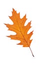 One autumn leaf Royalty Free Stock Photo