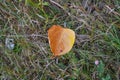 One autumn leaf on the grass Royalty Free Stock Photo