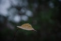 one autumn leaf, nature minimalism Royalty Free Stock Photo