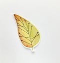 One autumn leaf watercolor and doodle on cut paper, scrapbooking, art object, white background. Royalty Free Stock Photo