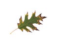 One autumn leaf Royalty Free Stock Photo