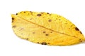 One autumn leaf on white background Royalty Free Stock Photo