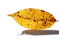 One autumn leaf on a white Royalty Free Stock Photo