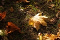 One autumn maple leaf falling to the ground and was hit by a ray of sunshine, color and light of autumn. Concept of Royalty Free Stock Photo