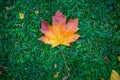 One autumn maple leaf on green grass Royalty Free Stock Photo