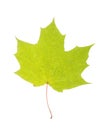 One autumn maple leaf isolated on whit Royalty Free Stock Photo