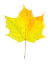 One autumn maple leaf isolated on whit Royalty Free Stock Photo