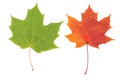 One autumn maple leaf isolated on whit Royalty Free Stock Photo