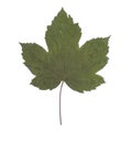 One autumn maple leaf isolated on whit Royalty Free Stock Photo