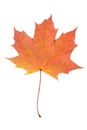 One autumn maple leaf isolated on whit Royalty Free Stock Photo