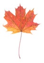 One autumn maple leaf isolated on whit Royalty Free Stock Photo