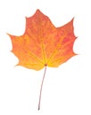 One autumn maple leaf isolated on whit Royalty Free Stock Photo