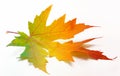 One autumn maple leaf with rainbow colors isolated on white background Royalty Free Stock Photo