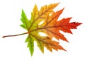 One autumn maple leaf with rainbow colors isolated on white background Royalty Free Stock Photo