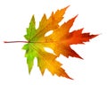 One autumn maple leaf with rainbow colors isolated on white background Royalty Free Stock Photo