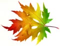 One autumn maple leaf with rainbow colors isolated on white background Royalty Free Stock Photo