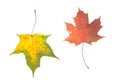 One autumn maple leaf on whit Royalty Free Stock Photo