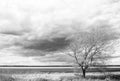 One autumn tree in agricultural black and white landscape