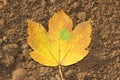 One autumnal maple leaf on the soil Royalty Free Stock Photo