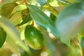 One avocado fruit hang on tree Royalty Free Stock Photo