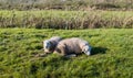 One awake and one sleeping sheep Royalty Free Stock Photo