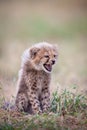 One baby Cheetah cub snarling South Africa Royalty Free Stock Photo