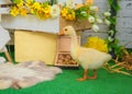 Baby gosling in Easter studio decoration Royalty Free Stock Photo