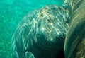 Baby Hippo under the water Royalty Free Stock Photo