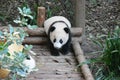 One baby panda play on the wooden platform