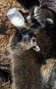 One baby raccoon feeding another.