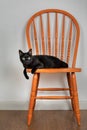 One back cat resting on a orange chair wide open eyes