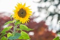 One Back Lit Sunflower with Blurred Background