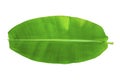 One banana leaf on isolate and white background and clipping path Royalty Free Stock Photo