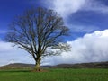 One bare tree in a field with hills in the background Royalty Free Stock Photo