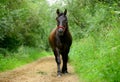 One bay horse with the red halter on the path in the forest