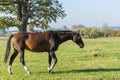 One bay horse walking on green grass. Side view Royalty Free Stock Photo