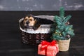 One beagle puppies in the basket Royalty Free Stock Photo